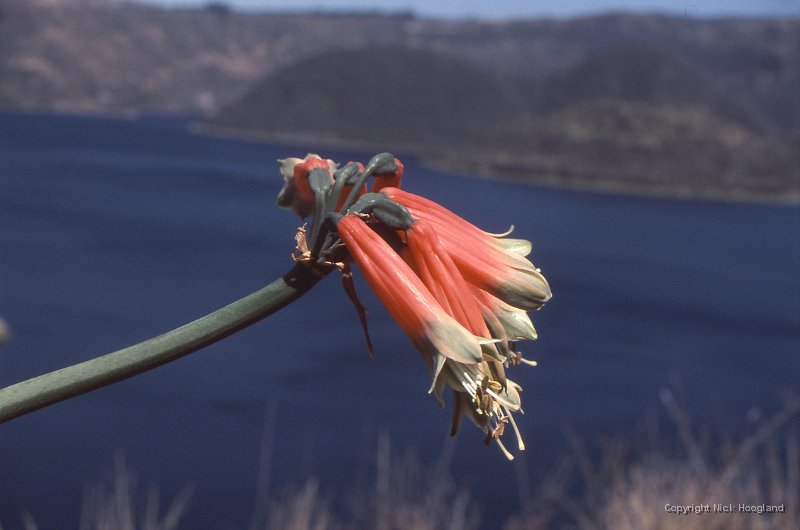 Bloem5.jpg