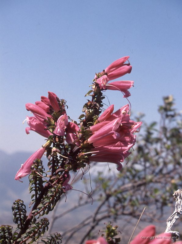 Bloem6.jpg