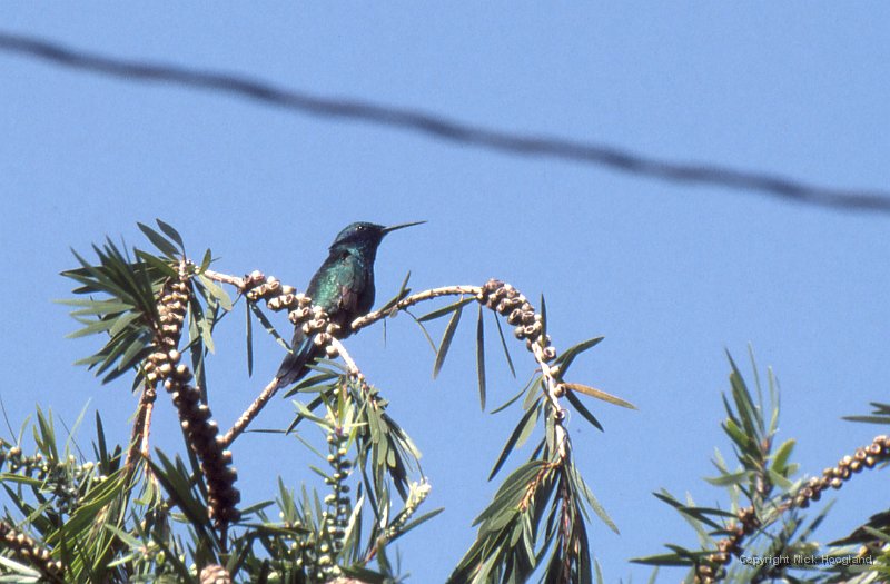 Vogel14.jpg