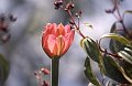 Bloem17