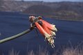 Bloem5