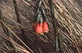 Bloem8