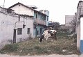 Koe1