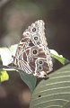 Morpho1