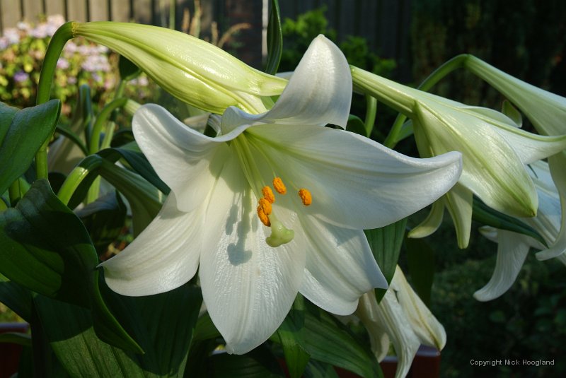 DSCF0200.jpg