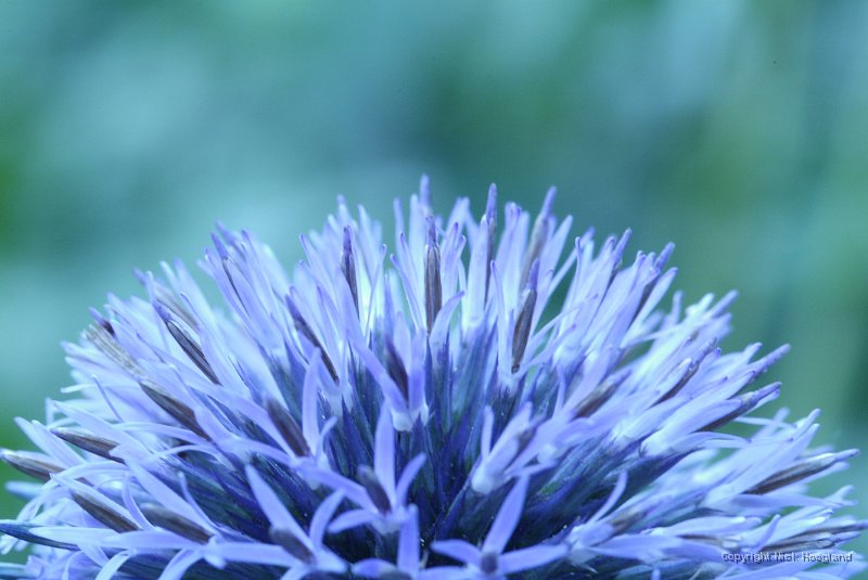 DSCF0536.jpg