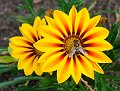 DSCF0286