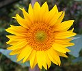 DSCF0316