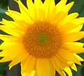 DSCF0320