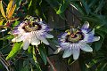 DSCF0368