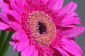 DSCF0387