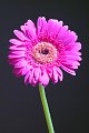 DSCF0402