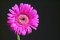 DSCF0404
