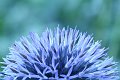 DSCF0536