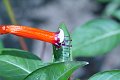 DSCF0570