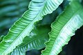 DSCF0577