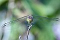 DSCF0646