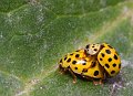 DSCF0679