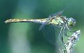DSCF0725