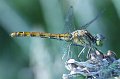 DSCF0768
