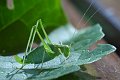 DSCF0797