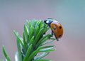 DSCF0896