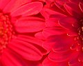DSCF3774