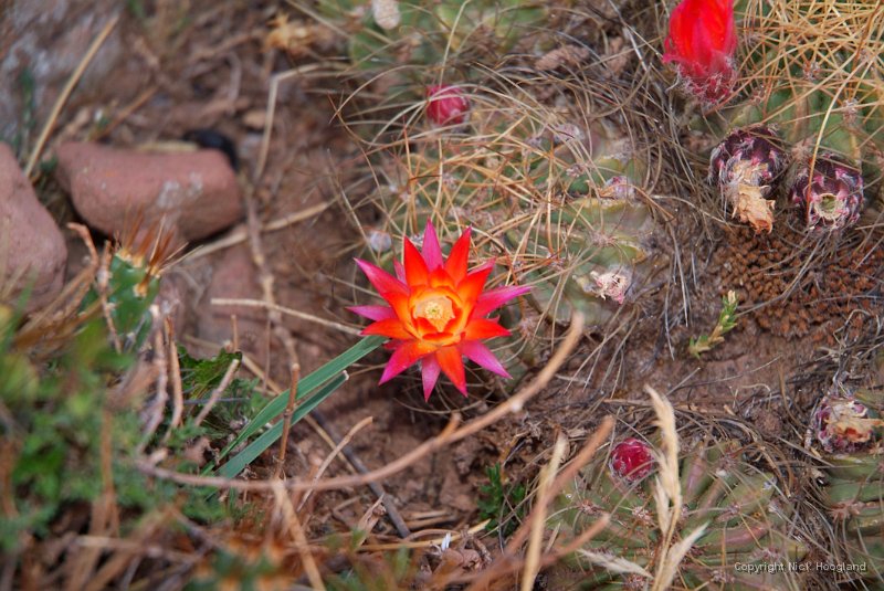 DSCF2407.JPG