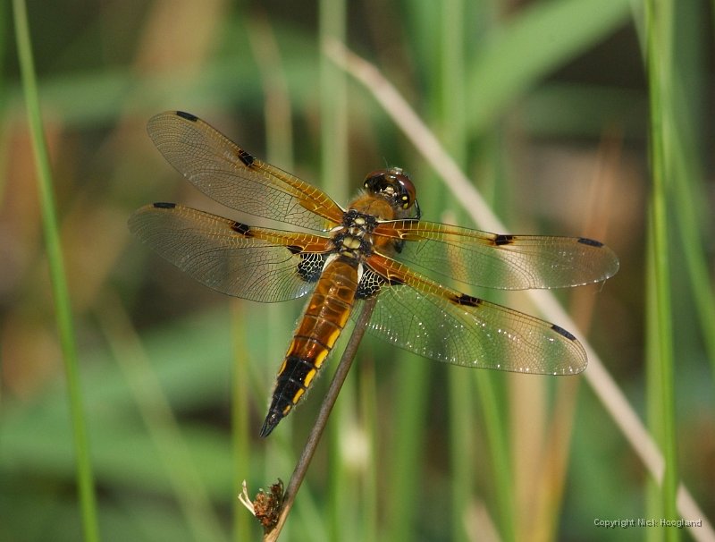 DSCF5558.JPG