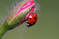DSCF7484