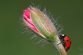 DSCF7517