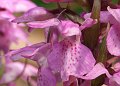 DSCF8176
