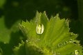 DSCF8325
