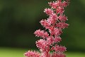 DSCF8867