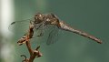 DSCF9479