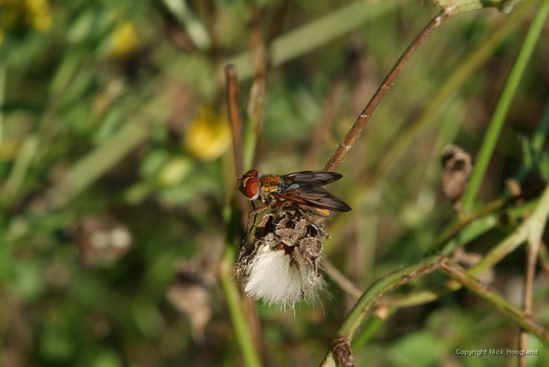DSCF4173.JPG