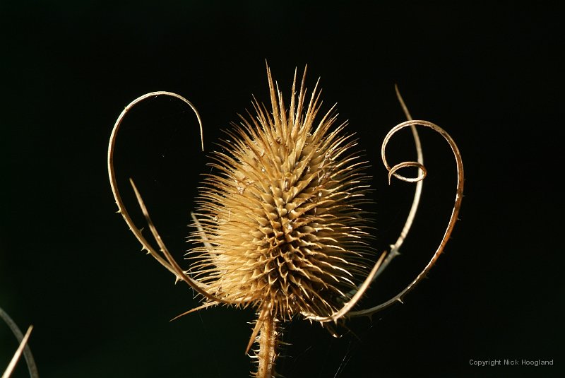 DSCF4184.JPG