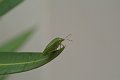 DSCF4278