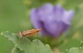 DSCF4437