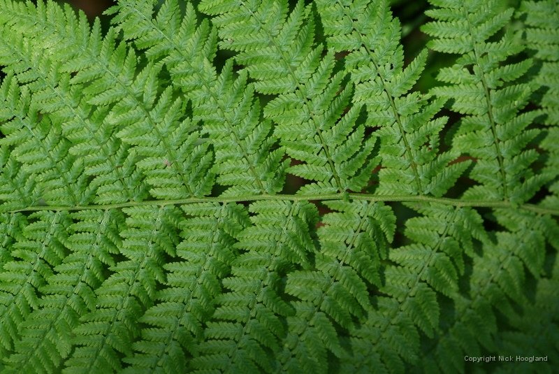 DSCF1769.JPG