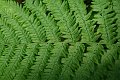 DSCF1769