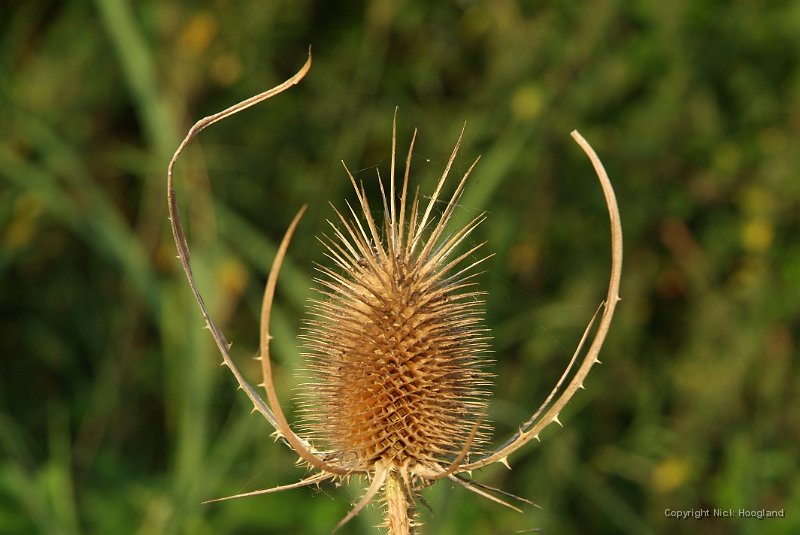 DSCF8858.JPG