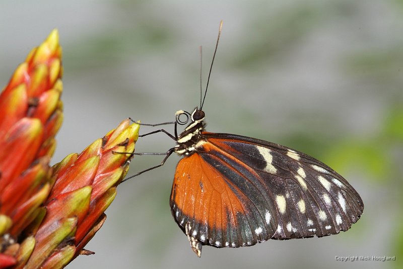 DSCF7774.JPG