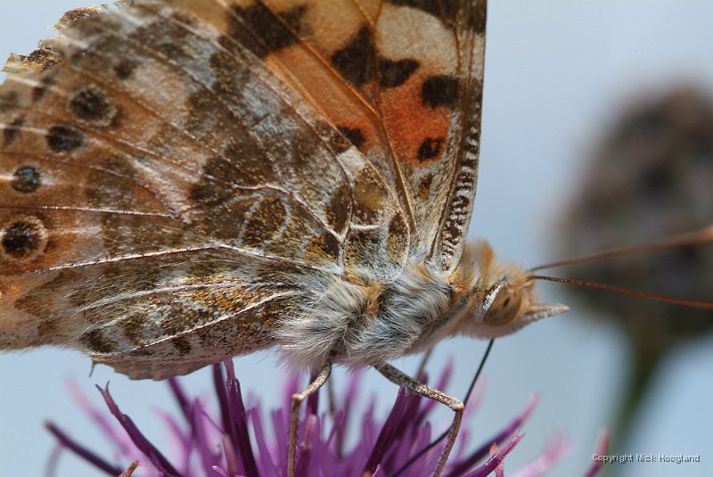 DSCF8275.JPG