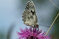 DSCF8242