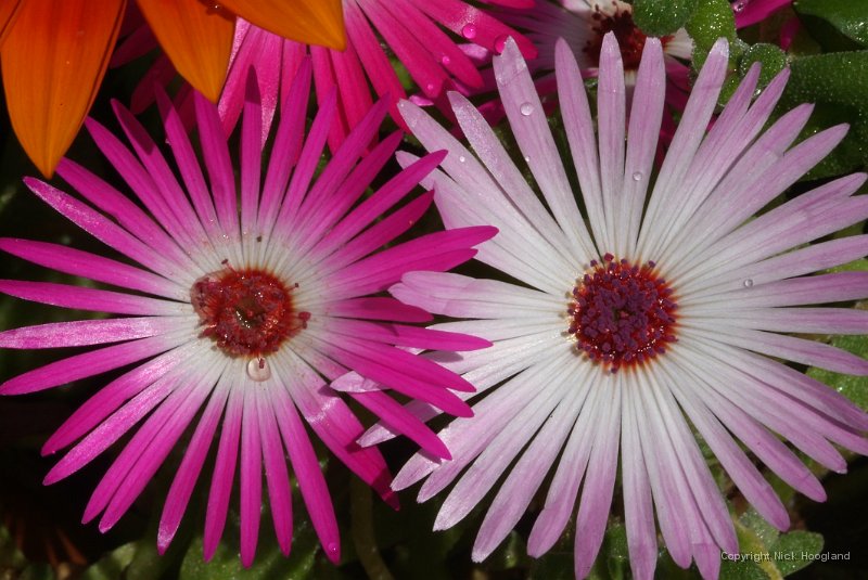 DSCF7411.JPG
