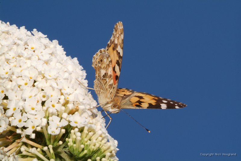 DSCF8488.JPG