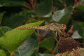 DSCF8577