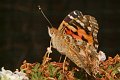 DSCF8592
